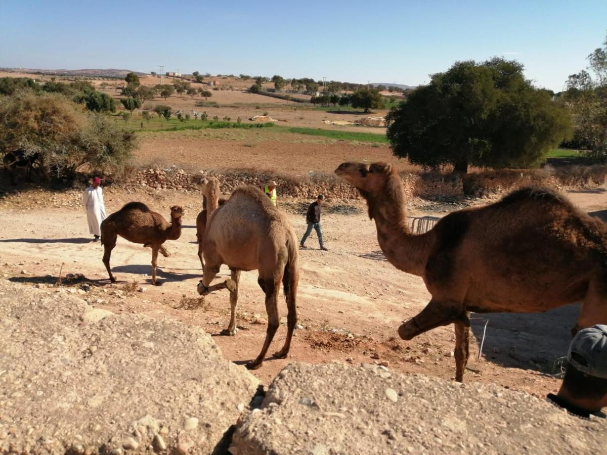 Gite Kasbah La Palmeraie Скура Екстериор снимка